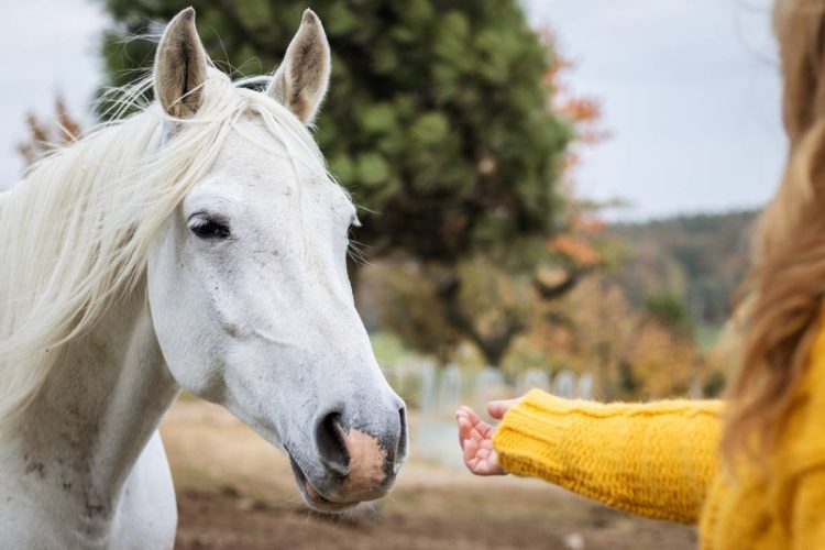 L’équicoaching pour vos collaborateurs : le team building dans la bienveillance